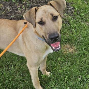Bear -  Black Mouth Cur and Labrador Retriever Dog for Adoption in Shakopee, Minnesota - Bear | PetCurious