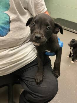 Mixed Breed Dogs Available for Adoption in Dyersburg, Tennessee - Henry | PetCurious