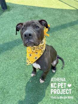Pit Bull Terrier and Mixed Breed Dogs Available for Adoption in Kansas City, Missouri - Athena | PetCurious