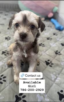 Willow -  Miniature Schnauzer Dog for Sale in Miami Gardens, Florida - Willow | PetCurious