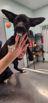 Copper -  Terrier Dog for Adoption in Athens, Tennessee - Copper | PetCurious