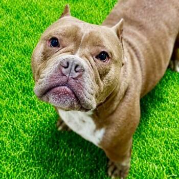 Hambone -  American Bully Dog for Adoption in Battle Creek, Michigan - Hambone | PetCurious