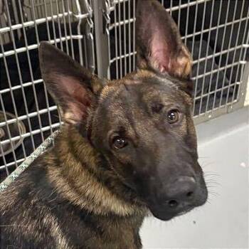 Zebulon -  Mixed Breed Dog for Adoption in Asheville, North Carolina - Zebulon | PetCurious