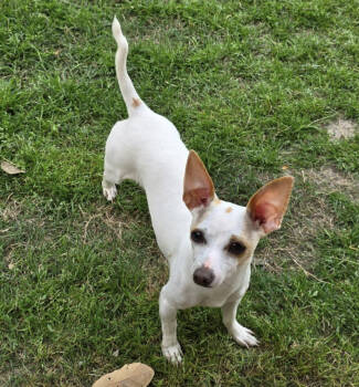 Rescue Chihuahua Dogs for Adoption in Pflugerville, Texas - Luna | PetCurious