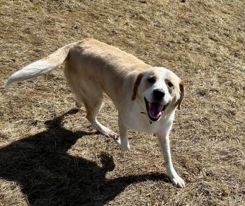 Yellow Labrador Retriever Dogs Available for Adoption in Alexandria, Minnesota - Wayne | PetCurious