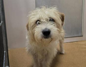 Terrier Dogs Available for Adoption in Martinez, California - GOOFY | PetCurious