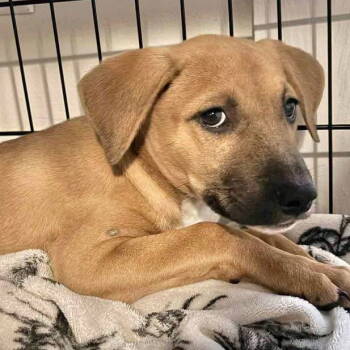 Rescue Labrador Retriever Dogs for Adoption in Grand Bay, Alabama - Snickers | PetCurious