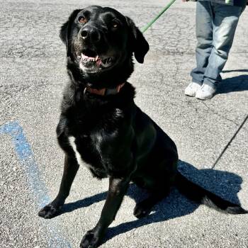 Black Labrador Retriever Dogs Available for Adoption in Warrensburg, Missouri - Deek | PetCurious