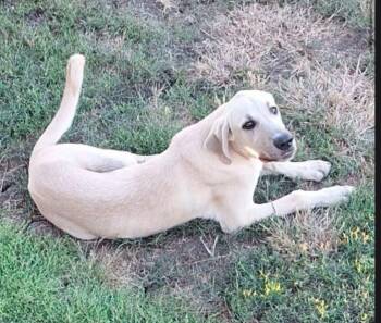 SONNY -  Labradoodle Dog for Adoption in Grand Prairie, Texas - SONNY | PetCurious