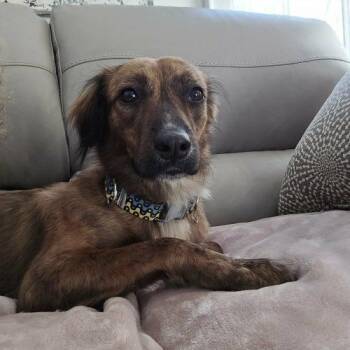 Border Collie and Mixed Breed Dogs Available for Adoption in King City, Ontario - Elio | PetCurious