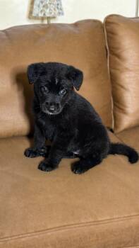 MOXIE -  German Shepherd Dog Dog for Adoption in Los Angeles, California - MOXIE | PetCurious