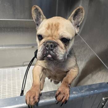 Mixed Breed Dogs Available for Adoption - Emma | PetCurious