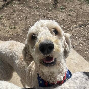 Standard Poodle Dogs Available for Adoption in Lenexa, Kansas - Jerry | PetCurious