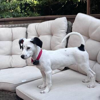 Dottie Delight - Local Gal -  Jack Russell Terrier Dog for Adoption in Andover, Massachusetts - Dottie Delight - Local Gal | PetCurious