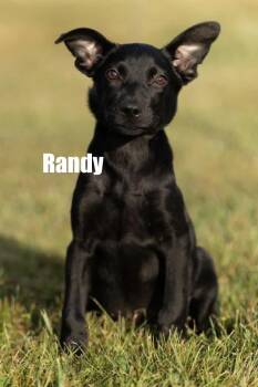 Randy -  Shepherd and Terrier Dog for Adoption in Irwin, Pennsylvania - Randy | PetCurious