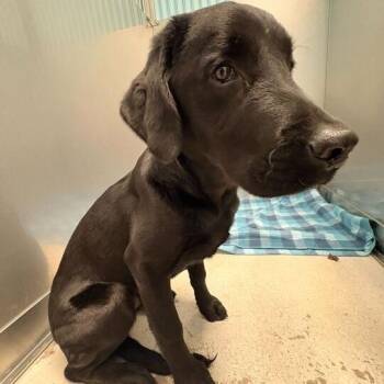 Mixed Breed Dogs Available for Adoption - Hurricane Tortilla | PetCurious