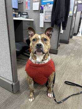 American Staffordshire Terrier Dogs Available for Adoption - Cookie | PetCurious