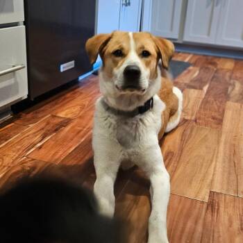 Great Pyrenees and Labrador Retriever Dogs Available for Adoption - Sylvie | PetCurious