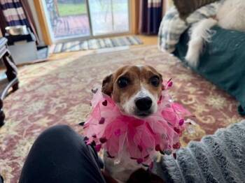 Rescue Mixed Breed Dogs for Adoption in Puyallup, Washington - Abbie | PetCurious