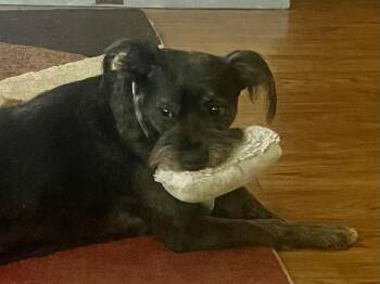 Jasmine -  Schnauzer Dog for Adoption in Phoenix, Arizona - Jasmine | PetCurious