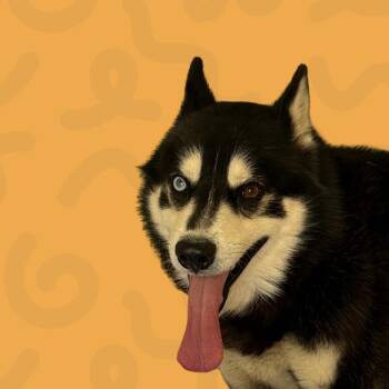 Husky Dogs Available for Adoption - Alfie | PetCurious