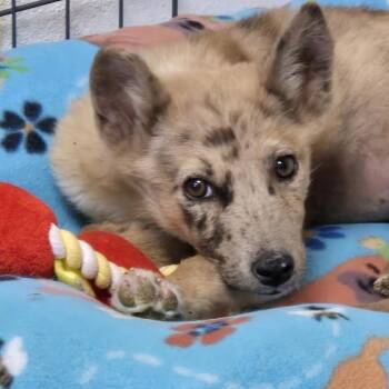 Rescue Mixed Breed Dogs for Adoption in Flagstaff, Arizona - Nessie | PetCurious