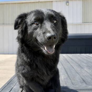 Vada -  Shepherd and Border Collie Dog for Adoption in Midland, Texas - Vada | PetCurious