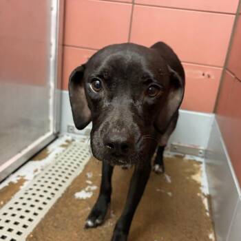 A2090979 -  Labrador Retriever and Mixed Breed Dog for Adoption in Houston, Texas - A2090979 | PetCurious