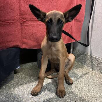 IVHS-Stray-142370 -  Belgian Shepherd Malinois Dog for Adoption in San Gabriel, California - IVHS-Stray-142370 | PetCurious