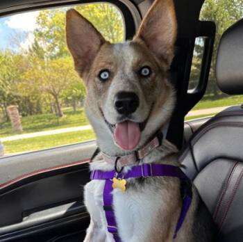 Beauty -  Australian Shepherd and Husky Dog for Adoption in Merriam, Kansas - Beauty | PetCurious