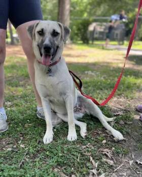 Willow -  German Shepherd Dog and Labrador Retriever Dog for Adoption in Greeneville, Tennessee - Willow | PetCurious