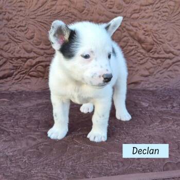 Australian Cattle Dog Blue Heeler Dogs Available for Adoption - Declan (Darcy