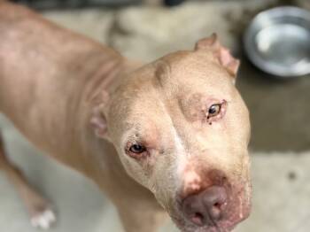 Rescue Pit Bull Terrier and Mixed Breed Dogs for Adoption in Tulsa, Oklahoma - OCEAN | PetCurious