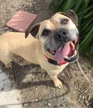 Pit Bull Terrier and Mixed Breed Dogs Available for Adoption in Camarillo, California - CHOPPER | PetCurious