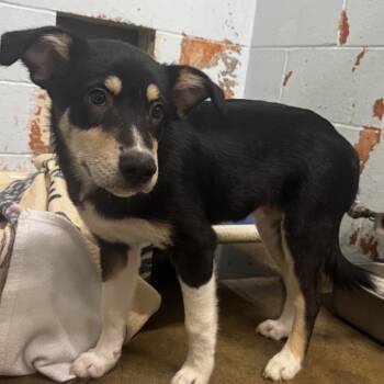 Rox (Toast) -  Mixed Breed Dog for Adoption in Saint Joseph, Missouri - Rox (Toast) | PetCurious
