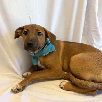 Eliza -  Mixed Breed Dog for Adoption in Canal Winchester, Ohio - Eliza | PetCurious