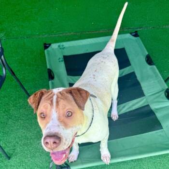 Survivor -  Mixed Breed and Shar Pei Dog for Adoption in Roanoke, Virginia - Survivor | PetCurious