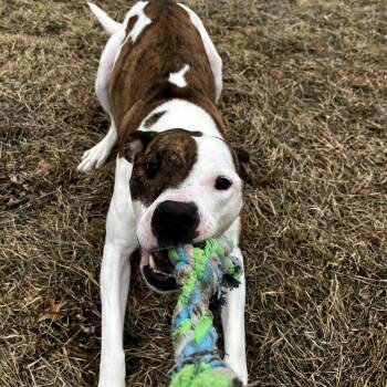 Jupiter -  Pit Bull Terrier and Mixed Breed Dog for Adoption in Marshalltown, Iowa - Jupiter | PetCurious