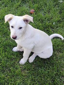 Sparkles -  Shepherd and Australian Cattle Dog Blue Heeler Dog for Adoption in Polson, Montana - Sparkles | PetCurious