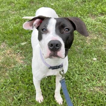 Rescue Terrier and Mixed Breed Dogs for Adoption in Quakertown, Pennsylvania - Rue | PetCurious