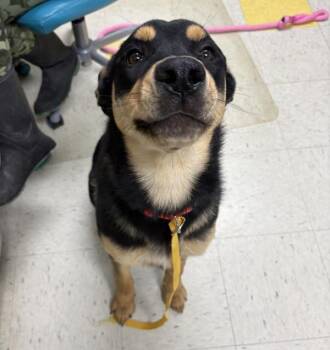 Rottweiler Dogs Available for Adoption in Sioux City, Iowa - Iris | PetCurious