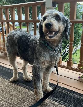 Baxter -  Standard Poodle Dog for Adoption in Tonawanda, New York - Baxter | PetCurious