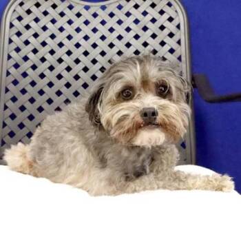 Cash -  Schnauzer Dog for Adoption in Fort Davis, Texas - Cash | PetCurious