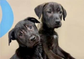 Sunshine -  Black Labrador Retriever Dog Available for Adoption in Gloucester Township, New Jersey - Sunshine | PetCurious