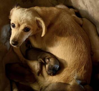 Darcy -  Chihuahua Dog Available for Adoption in Larkfield-wikiup, California - Darcy | PetCurious