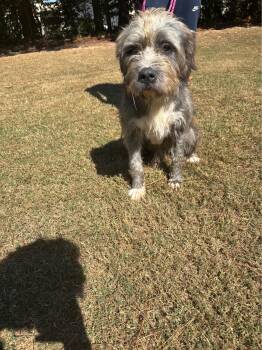 Rescue Wirehaired Terrier Dogs for Adoption in Smyrna, Georgia - Harry | PetCurious