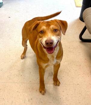 Smiley -  Shepherd Dog for Adoption in Senatobia, Mississippi - Smiley | PetCurious