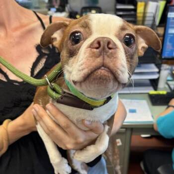 6f -  French Bulldog Dog for Adoption in Salisbury, Maryland - 6f | PetCurious
