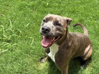 AMMO -  Pit Bull Terrier and Mixed Breed Dog for Adoption in Tulsa, Oklahoma - AMMO | PetCurious