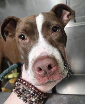 Rescue Pit Bull Terrier Dogs for Adoption in Portsmouth, Virginia - Iced Vanilla Latte | PetCurious